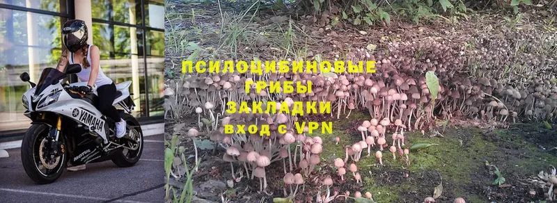 Псилоцибиновые грибы Magic Shrooms  Медынь 